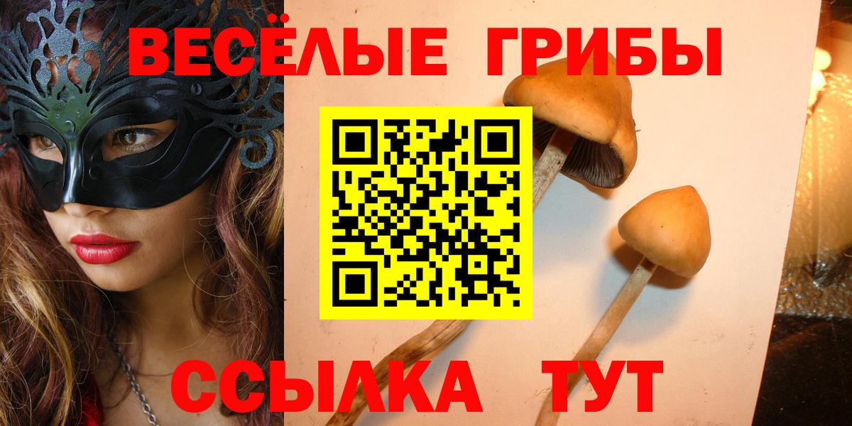 Галлюциногенные грибы Psilocybe Михайловка